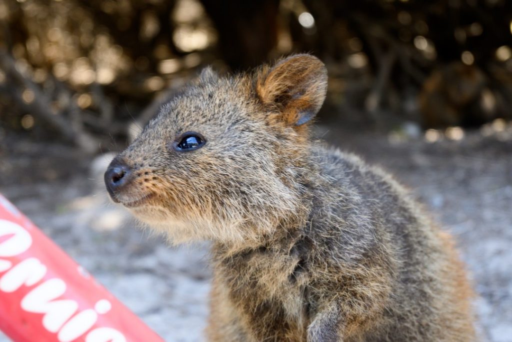 Best Places To Take Selfies With Quokkas On Rottnest Island