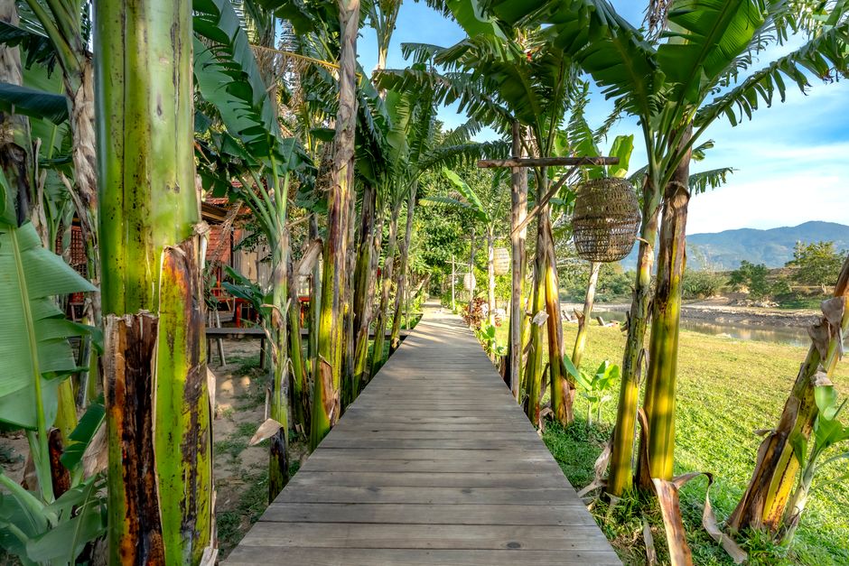A tranquil wooden walkway flanked by lush banana trees in a tropical setting.