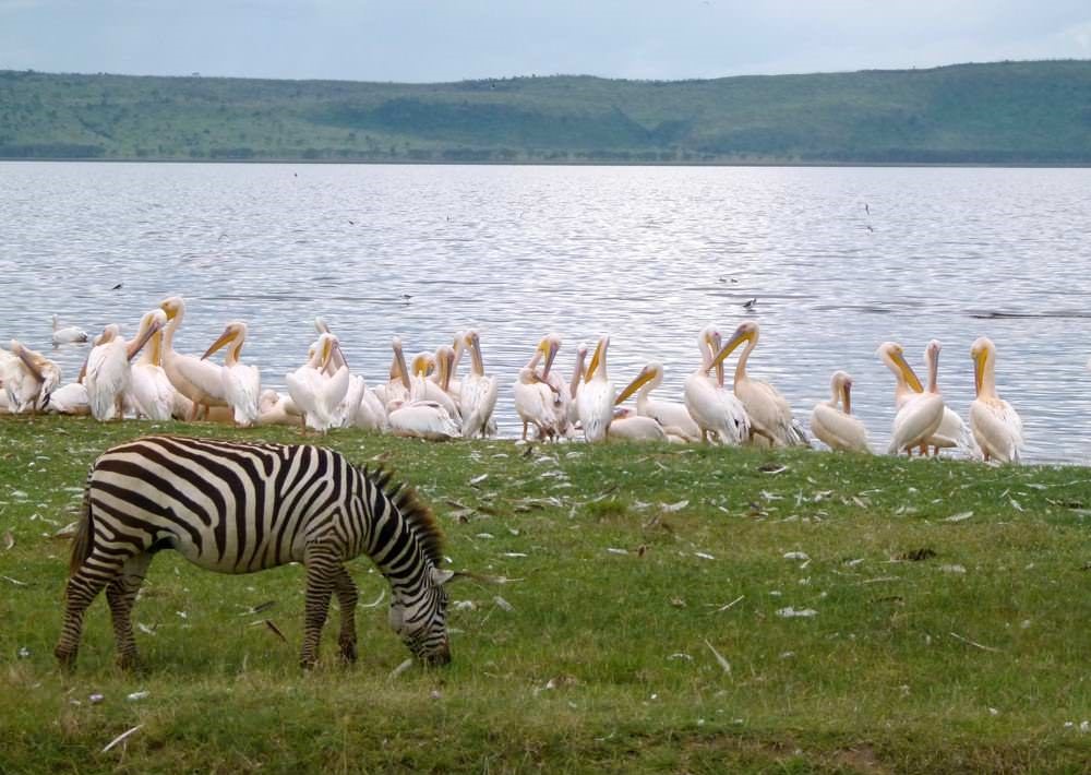 Animal Safari Photo Essay Tour From Various Parks In Africa
