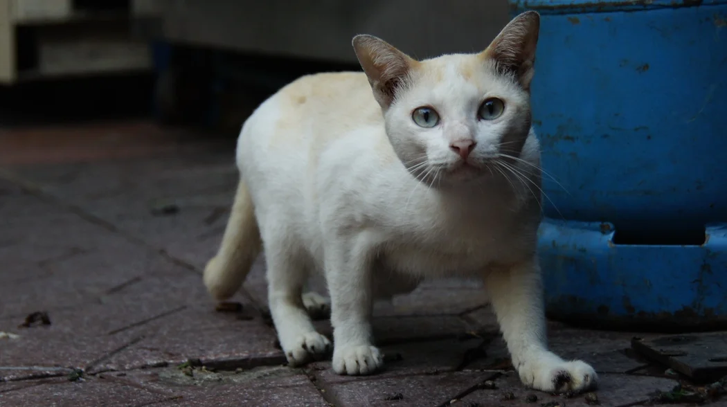 Cats of Bangkok, Thailand: Photos Of Stray Soi Cats In Bangkok