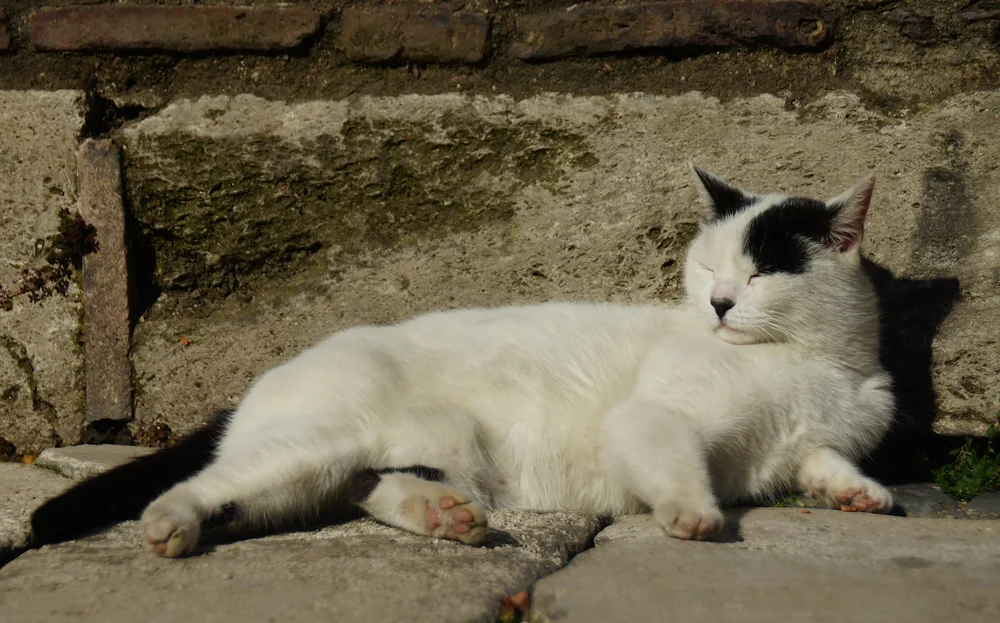 The Stray Cats of Istanbul, Turkey That You’ll Be Sure To Meet!