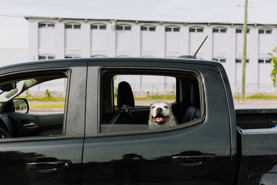 Pet-Friendly Road Trip Accommodations: 6 Ways to Book Smart Pet-Friendly Road Trip Accommodations: 6 Ways to Book Smart