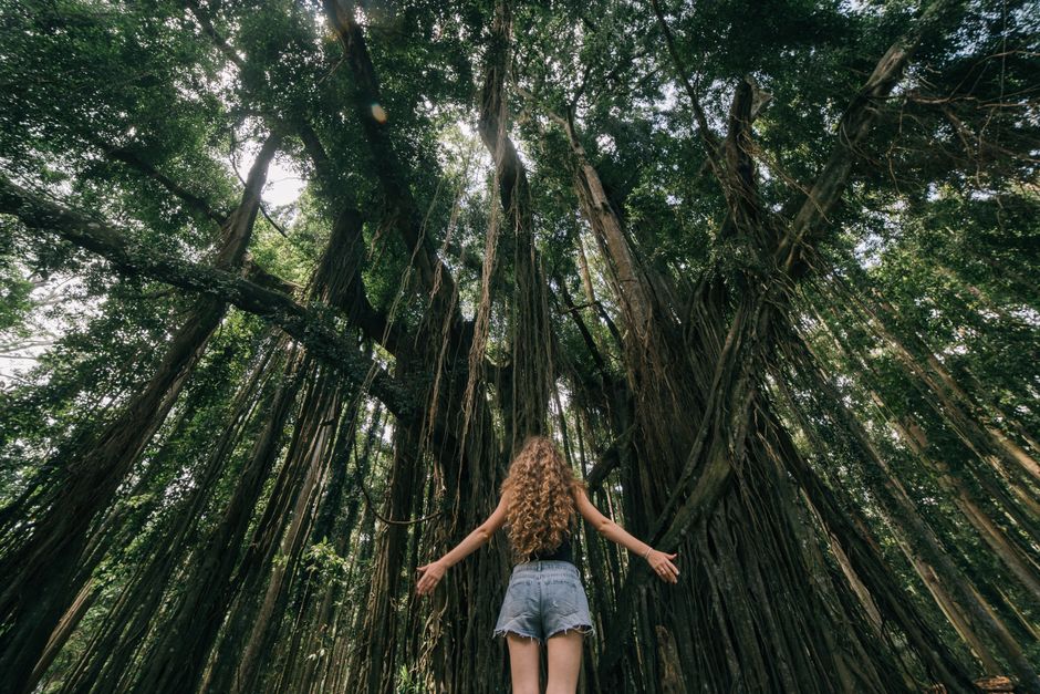 A woman with curly hair stands looking up at towering trees in a lush forest.